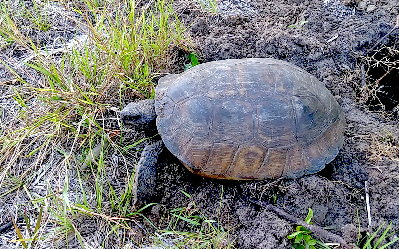 Gopher Tortoise