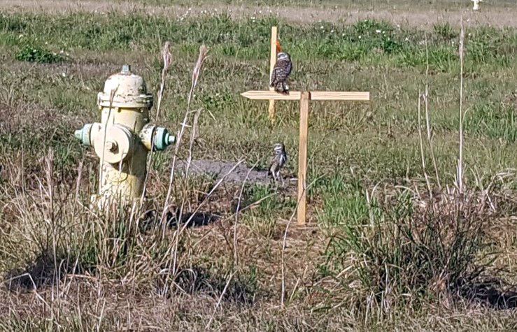 Burrowing Owl