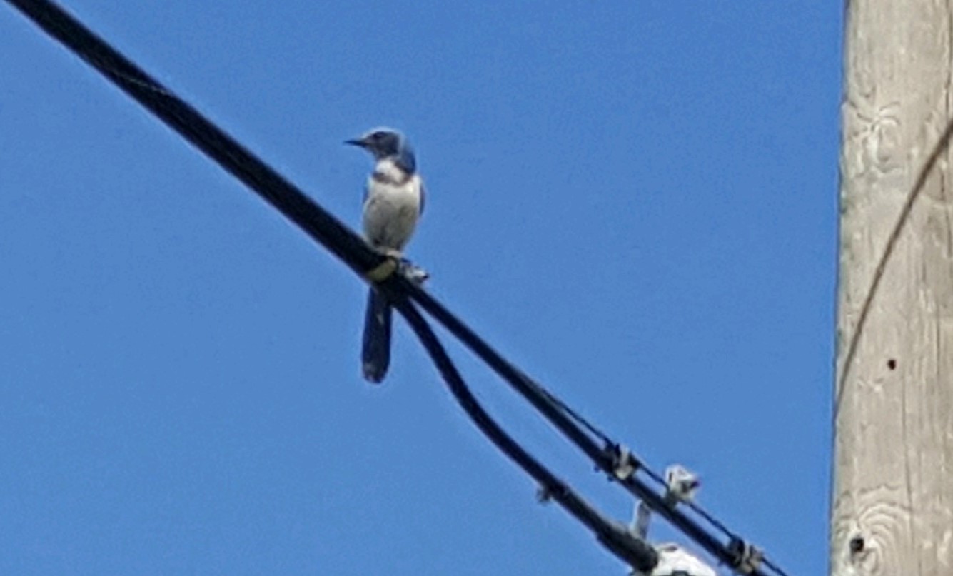 Scrub Jay