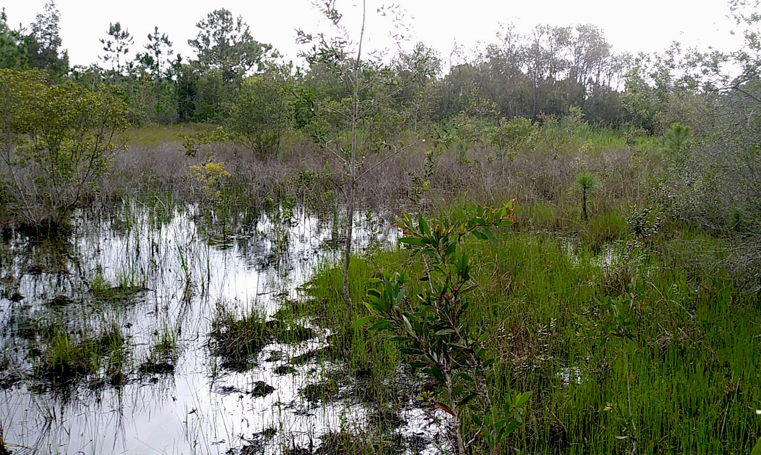 Wetlands