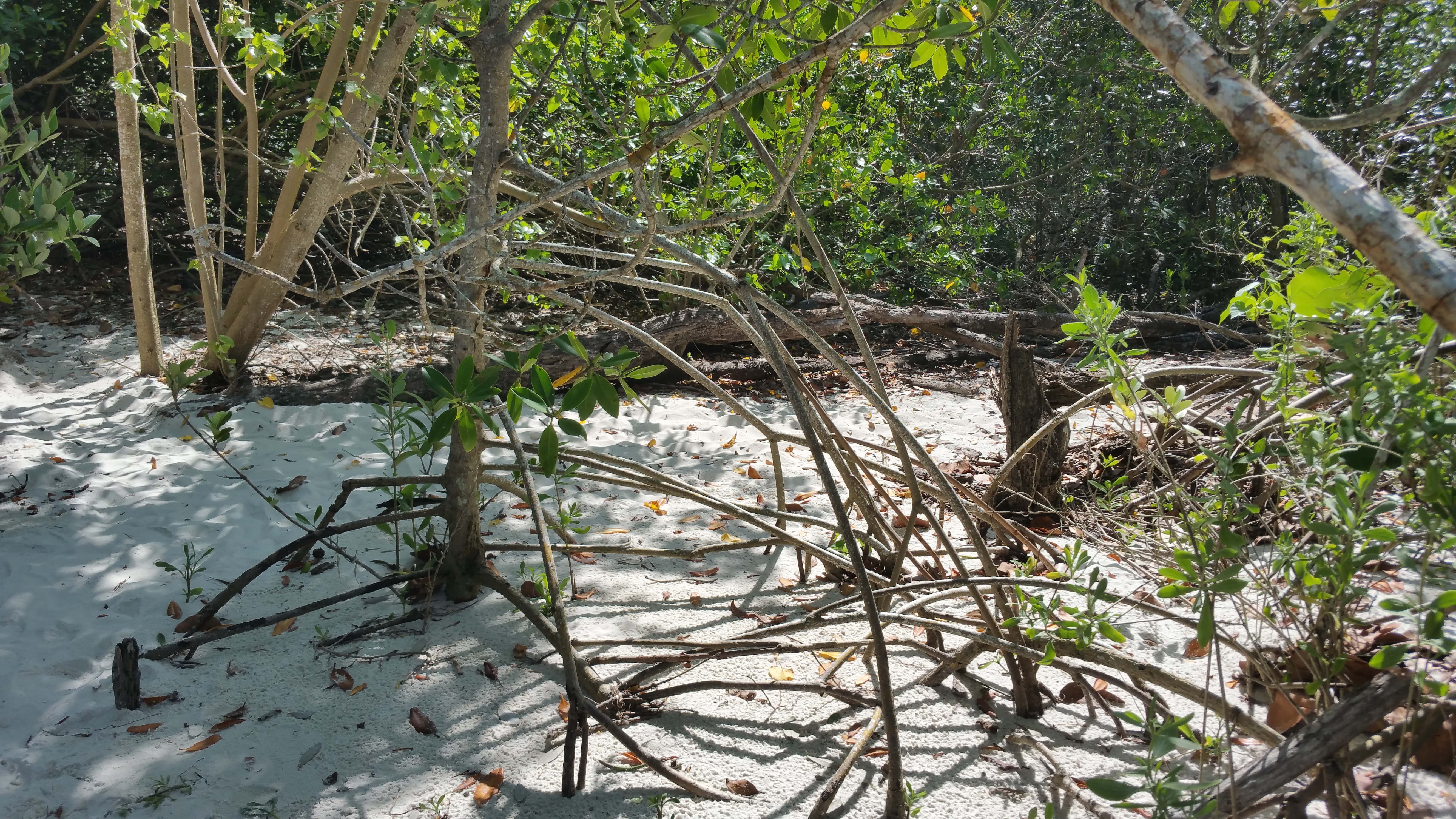 Mangroves