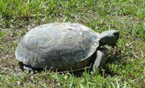 Gopher Tortoise